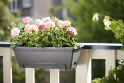 Elho Jardinière "Barcelona" En Plastique Gris Anthracite - L50cm 9 Elho Jardinière "Barcelona" En Plastique Gris Anthracite - L50cm -VIDAXL || SuperFish || Konstsmide Soldes Boutique 538989 003